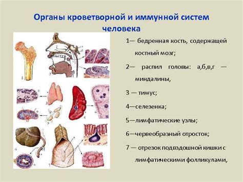 Основные органы кроветворной системы