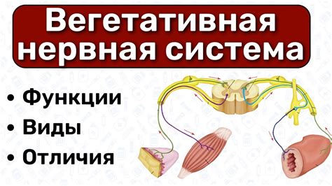 Основные отличия в функциях соматической и вегетативной нервной систем