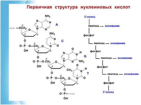 Основные отличия между нуклеотидом и нуклеиновой кислотой