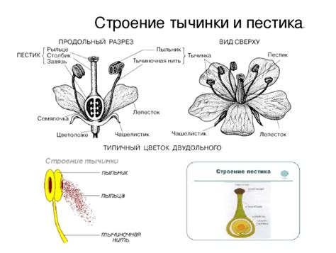 Основные отличия структуры пестицка и тычинки