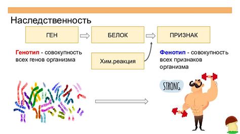 Основные понятия генотипа и фенотипа