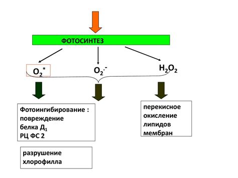 Основные принципы биосинтеза