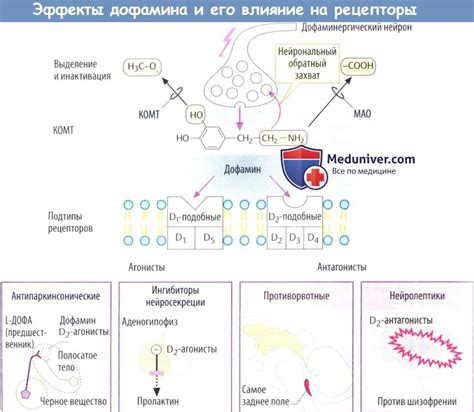 Основные принципы допаминергической активации