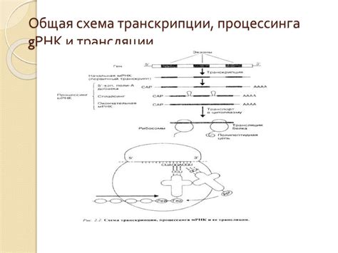 Основные принципы наследственной субституции