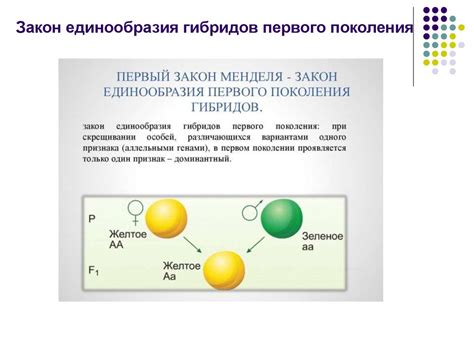 Основные принципы цитологической чистоты гамет