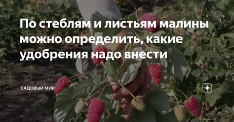 Основные причины, приводящие к обожженным листьям малины