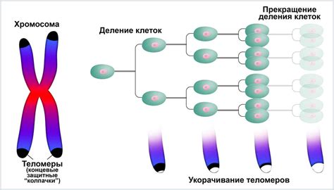 Основные симптомы наличия 44 хромосом у человека