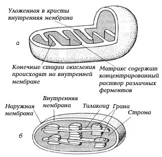 Основные сходства строения митохондрий и ядра