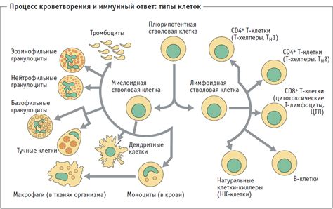 Основные типы клеток