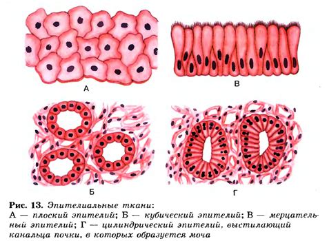 Основные типы эпителиальных клеток в многослойном плоском эпителии