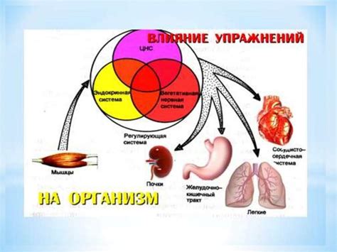 Основные функции организма