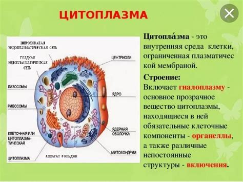 Основные функции цитоплазмы в клетке