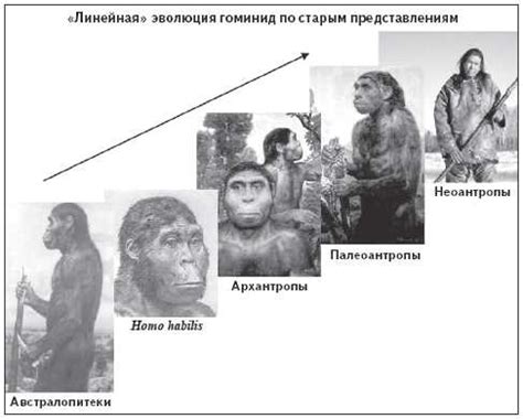 Основные характеристики архантропов