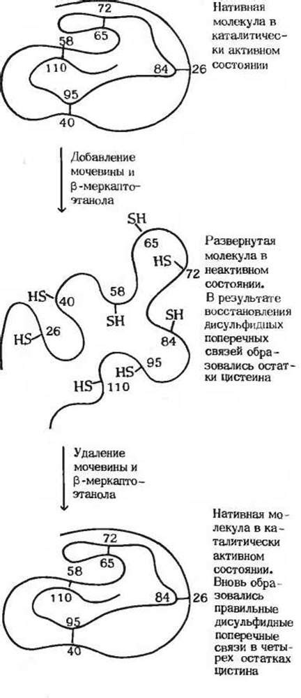 Основные характеристики денатурированной рибонуклеазы: