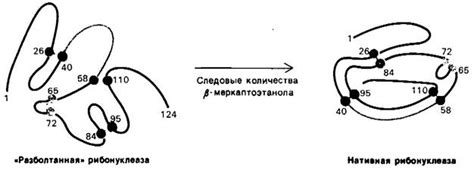 Основные характеристики нативной рибонуклеазы: