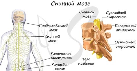 Основные элементы защиты головного и спинного мозга