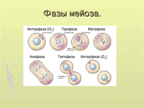 Основные этапы профазы мейоза: от подготовки до диссоциации