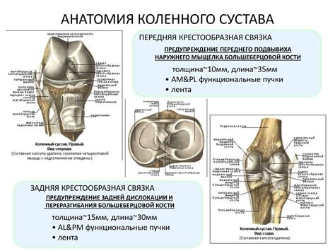 Основы анатомии коленного сустава