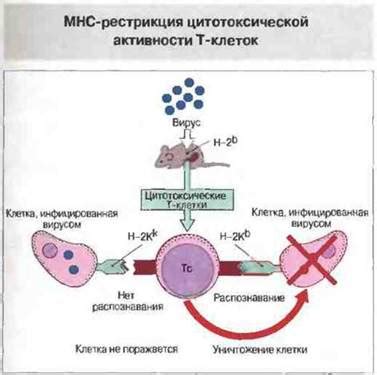 Особенности Т-спот антигена