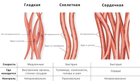 Особенности анатомии и строения тела