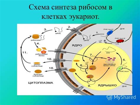 Особенности бактериальных рибосом и их роль в клетке