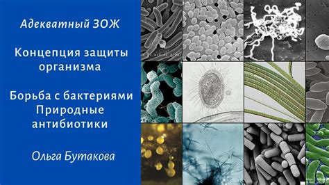 Особенности борьбы с бактериями: антибиотики, пробиотики