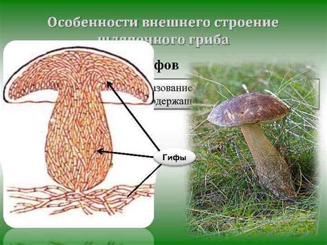 Особенности внешнего вида и структуры гриба синей ножки