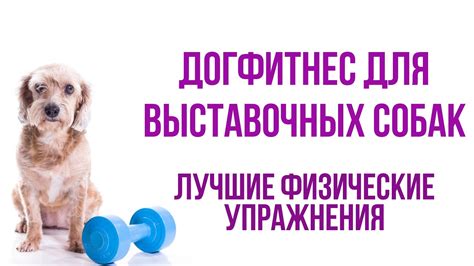 Особенности выставочных собак с титулом RCAC