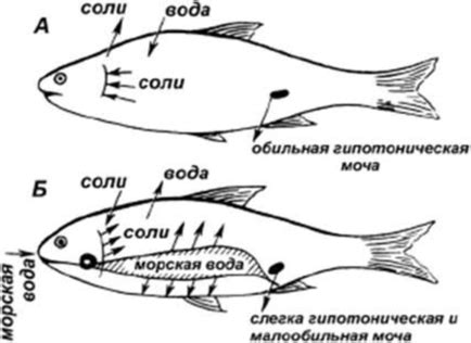 Особенности газообмена у морских и пресноводных рыб