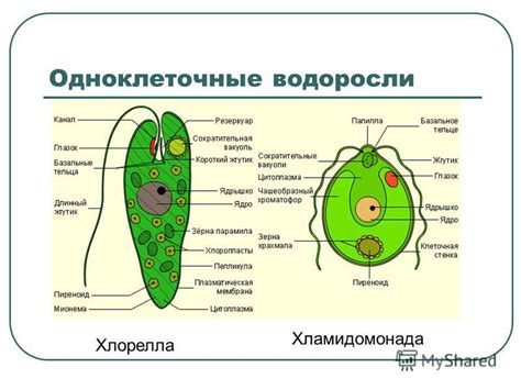 Особенности гемолимфы различных организмов