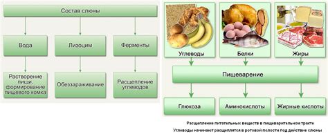 Особенности зернотерки в пищеварении