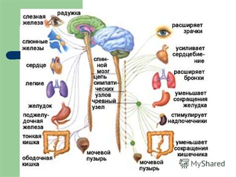 Особенности иннервации соматической нервной системы: что и как