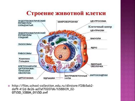 Особенности клеток растений