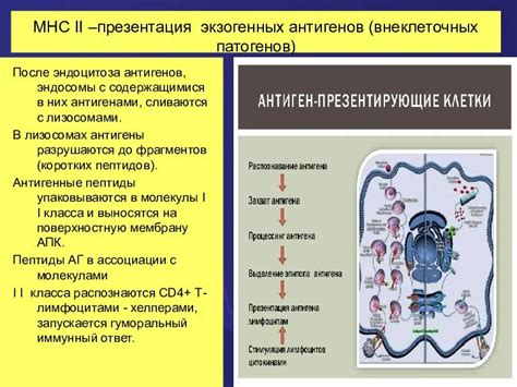 Особенности кратковременной иммунологической памяти