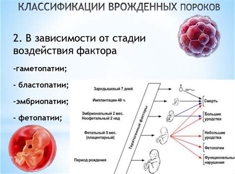 Особенности критических периодов в развитии Человека