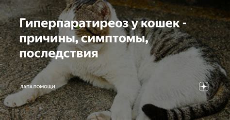 Особенности лечения котят