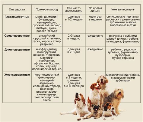 Особенности нанесения средств на шерсть собаки