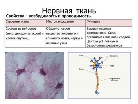 Особенности нервной ткани