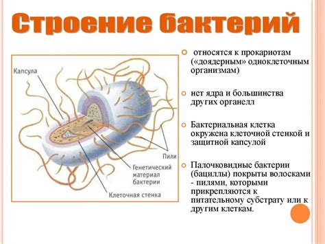 Особенности нуклеоида и ДНК бактерий