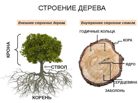 Особенности обезжиривания разных видов дерева