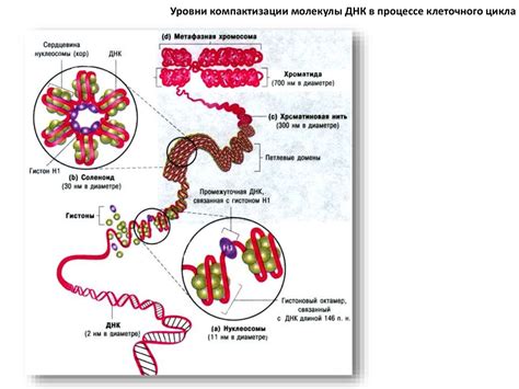 Особенности организации генетического материала