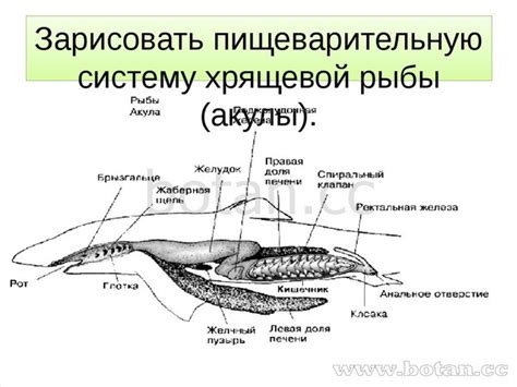 Особенности питания и пастырства