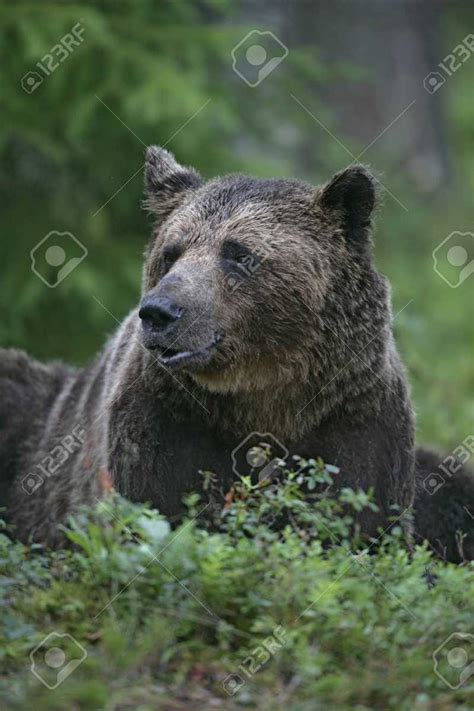 Особенности поведения медведя