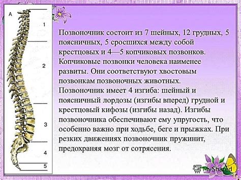 Особенности позвоночного столба животных