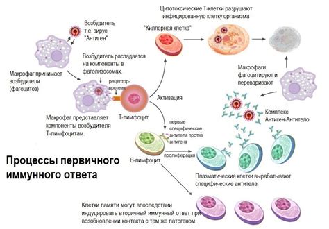 Особенности противокоревого иммунитета