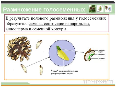 Особенности размножения голосеменных растений