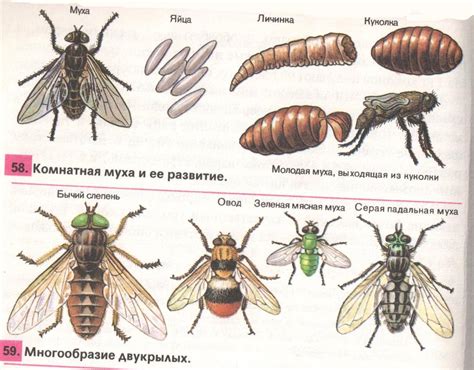 Особенности размножения на видовом уровне