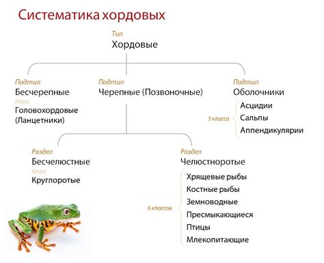 Особенности строения и функции нервной системы хордовых животных