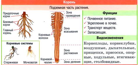 Особенности строения корней бобовых растений