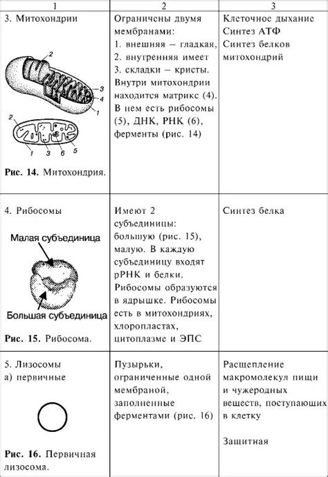 Особенности строения специальных органоидов